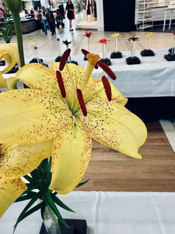 Close-up of a yellow lily with red stamens indoors.