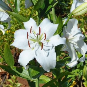White lily flower in a garden.
