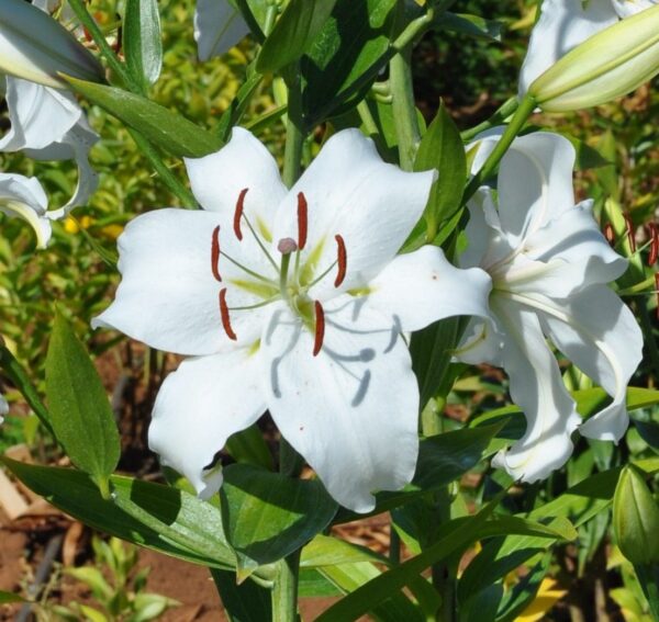 White lily flower in a garden.