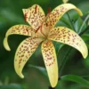 Yellow lily with brown speckles blooming outdoors.