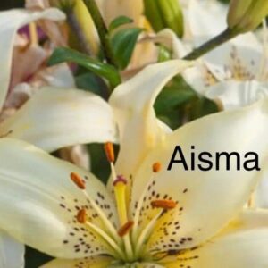 Creamy lily with freckled throat and buds