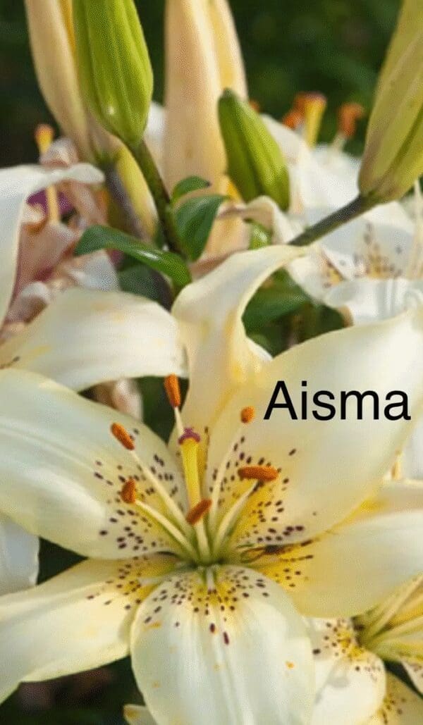 White lilies with green buds in bloom.