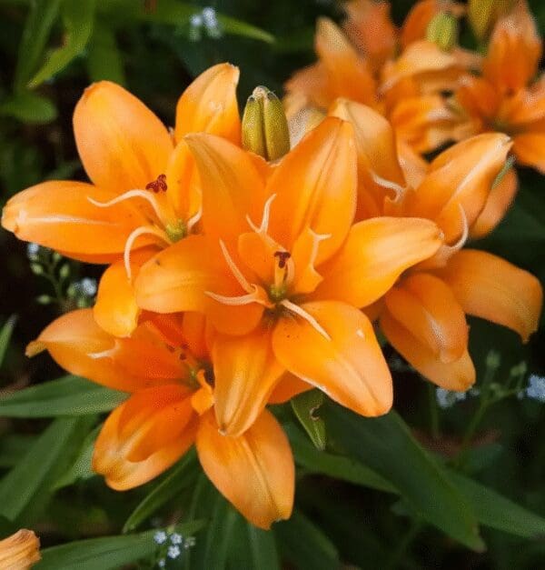 Orange lilies blooming in a garden setting.