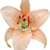 Close-up of a delicate pink lily flower with speckled petals.