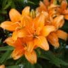 Orange lilies blooming in a garden setting.