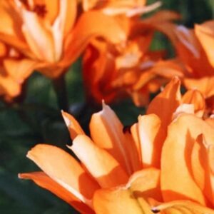 Orange flowers blooming in sunlight.