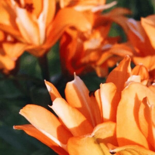 Orange flowers blooming in sunlight.