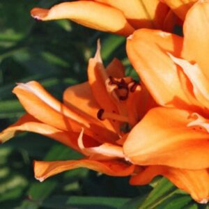 Orange lily cluster with visible stamens