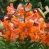 Bright orange lilies in full bloom with lush green foliage.
