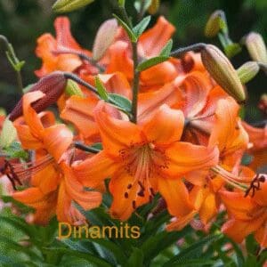 Bright orange lilies in full bloom with lush green foliage.
