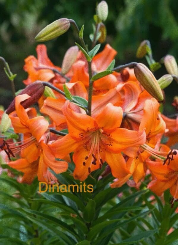 Bright orange lilies in full bloom with lush green foliage.