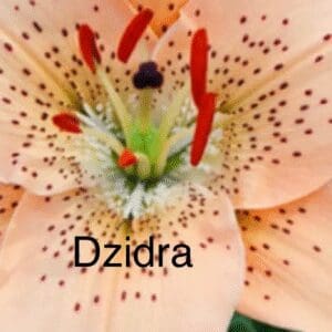 Close-up of a peach-colored lily with speckled petals and prominent stamens.