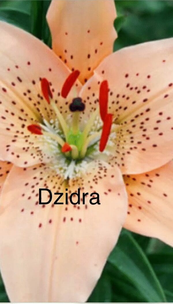 Close-up of a peach-colored lily with speckled petals and prominent stamens.