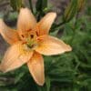 A close-up of a peach-colored lily with green foliage in the background.