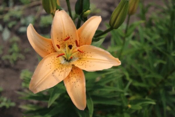 A close-up of a peach-colored lily with green foliage in the background.