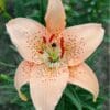Close-up of a peach-colored lily with red speckles.