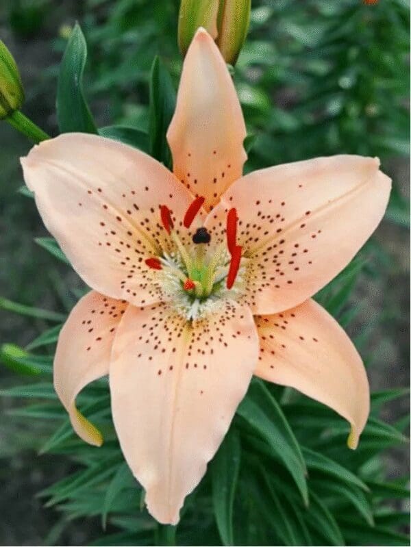 Close-up of a peach-colored lily with red speckles.