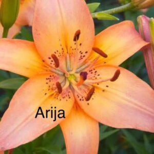 Peach orange lily close-up showing stamens