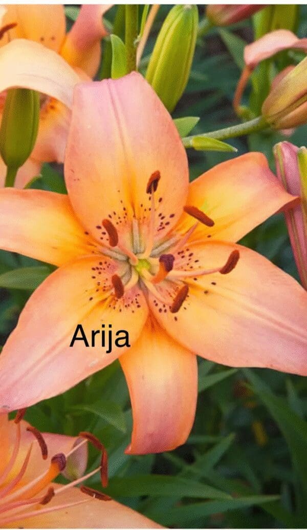 Orange lily flower with green leaves background.