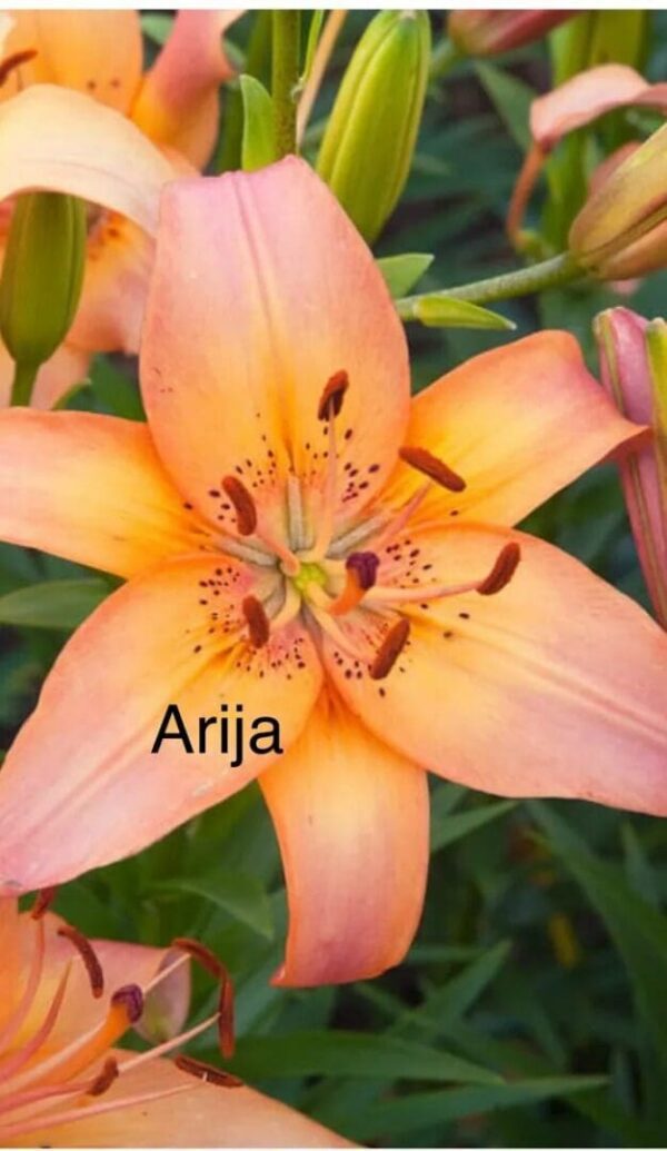 Peach orange lily close-up showing stamens