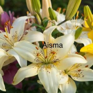 Cream-speckled lilies with green buds