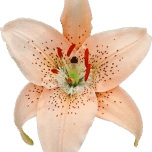 Close-up of a delicate pink lily flower with speckled petals.