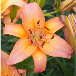 Orange lily flower in full bloom.