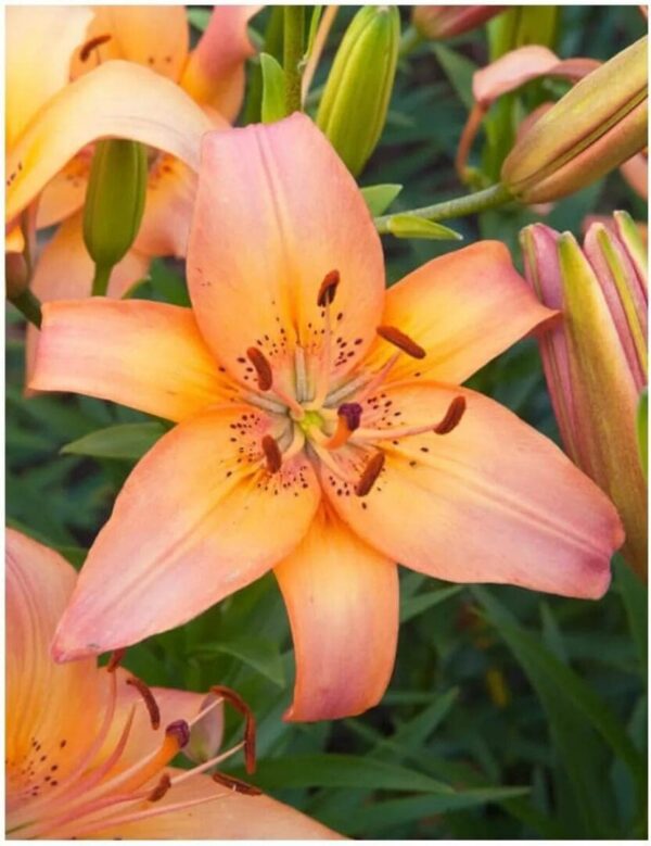 Orange lily flower in full bloom.