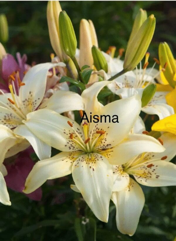 White lilies with green buds in garden.