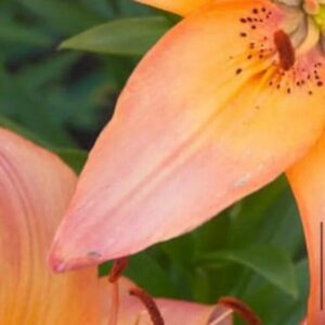 Close-up peach-orange lily petals and stamens
