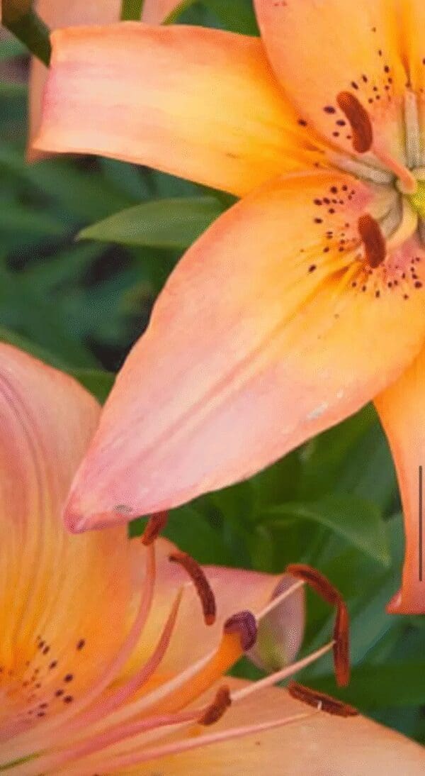 Orange lilies with green leaves background.