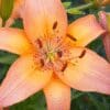 Orange lily flower with green foliage background.