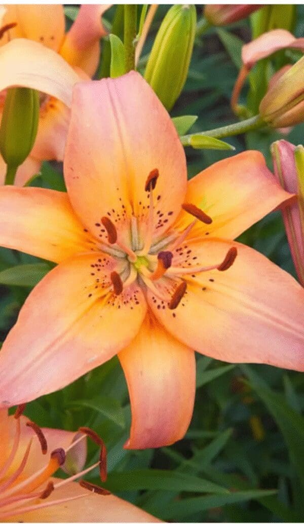 Orange lily flower with green foliage background.