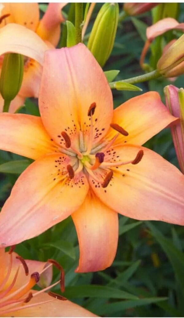 Close-up orange Asiatic lily with spotted throat