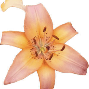 Orange lily flower on black background.