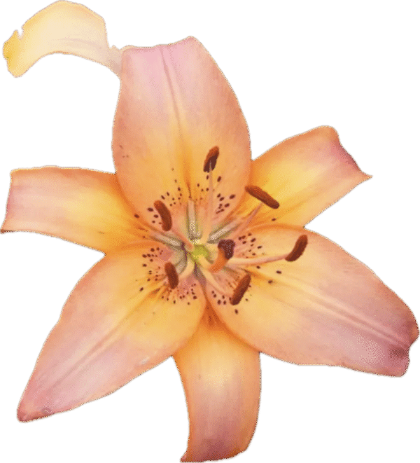 Orange lily flower on black background.