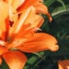 Orange lily flower with vibrant petals blooming.