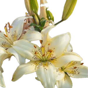 White lilies with green buds on black background.