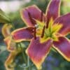 A close-up of a vibrant purple and yellow lily in bloom.