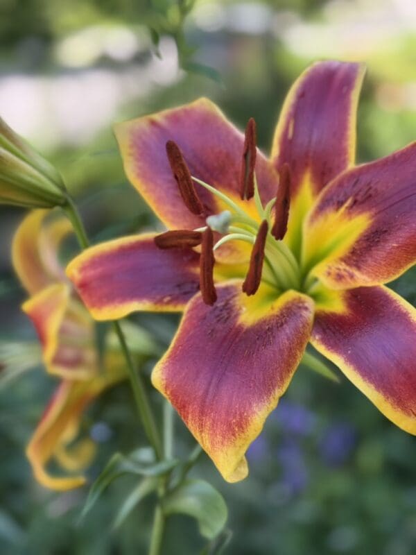 A close-up of a vibrant purple and yellow lily in bloom.