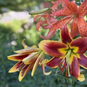 Close-up of vibrant orange and yellow lilies in a garden.