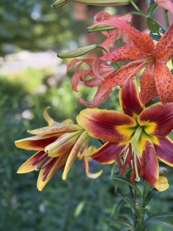 Close-up of vibrant orange and yellow lilies in a garden.