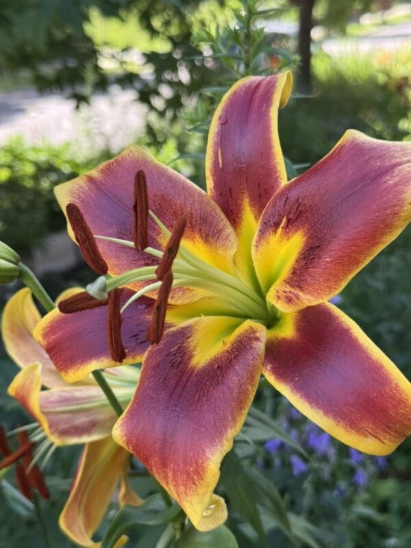 Close-up of a vibrant purple and yellow lily flower in bloom.