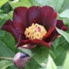 A dark maroon peony flower in full bloom with yellow stamens.