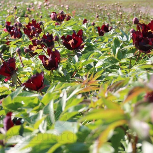 Field of blooming dark red tulips under sunlight.