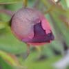 A close-up of a purple flower bud with green leaves in the background.