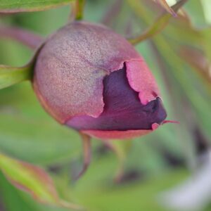 A close-up of a purple flower bud with green leaves in the background.