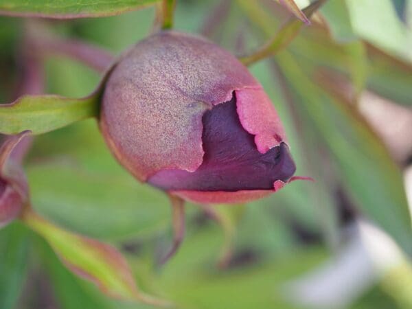 A close-up of a purple flower bud with green leaves in the background.
