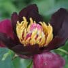 A dark maroon flower with vibrant yellow and pink center details.