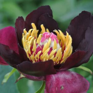 A dark maroon flower with vibrant yellow and pink center details.